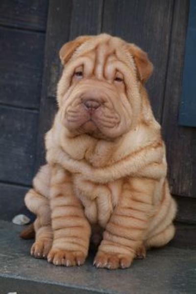 Shar Pei.jpg