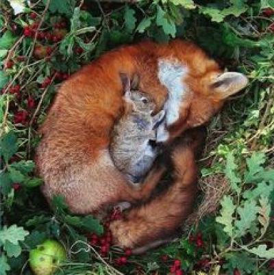 Sleeping Fox and Friend 31beebf7e86e3589a224d07a3bbf0db5[1].jpg