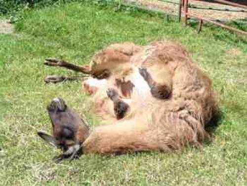 Sleeping Llama vincent-sleeping[1].jpg