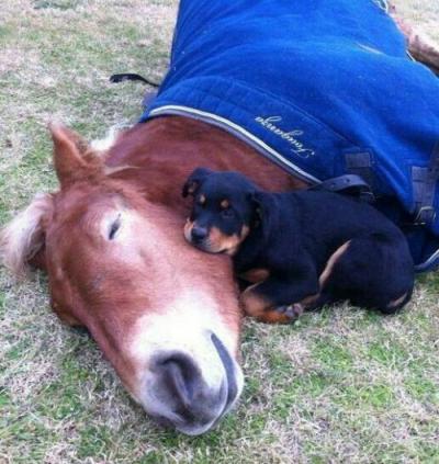 Sleeping horse with Pal 811e427fe17b87e7a7489bad44a860c5[1].jpg