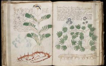 The-Voynich-manuscript-3-plants.jpg