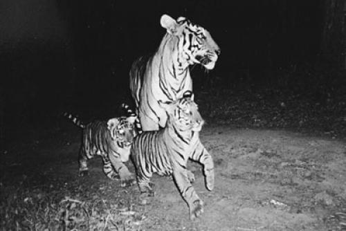 Tigers at Night 444413a-i1.0[1].jpg