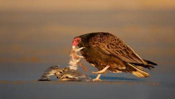 Turkey-Vulture-scavenging-Ring-billed-Gull-_D4I0495---Morro-Bay,-CA.jpg