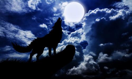 Wolf Howling file_2220_column_wolf-howling[1].jpg