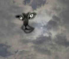 blog-cat-moon1.jpg