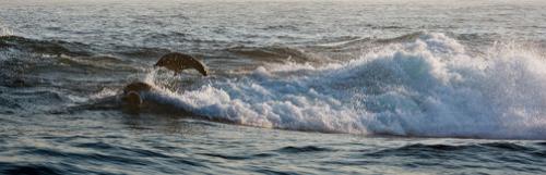 seals-swim-jumping-out-water-cape-fur-seal-arctocephalus-pusilus-kalk-bay-false-bay-south-africa-37229524[1].jpg
