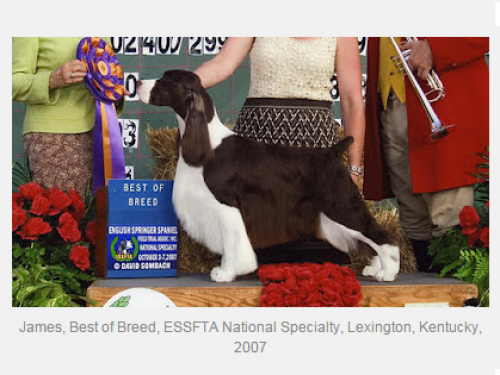 'James' - Best Of Breed Photo.png