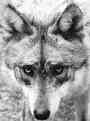 greywolf.jpg