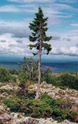 old-swedish-tree.jpg