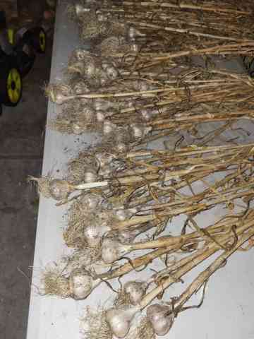 garlic_hard_neck_2022_harvest.jpg