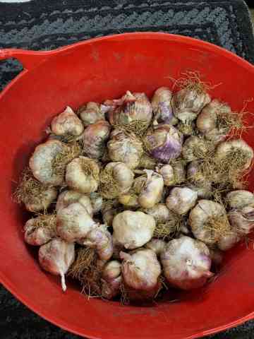 garlic_soft_neck_2022_harvest.jpg