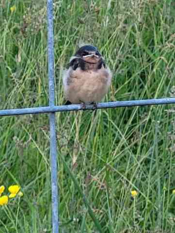 just_fledged_barnswallow_jun_2023.jpg