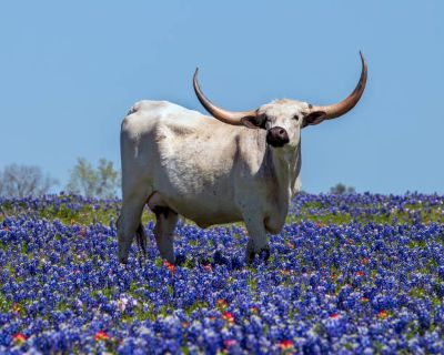 stately-longhorn-and-bluebonnets1.jpg