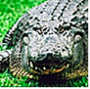 Alligator Ed's picture