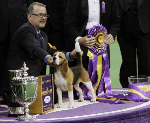 'Miss P,' 2015 Westminster Best of Show, 15-Inch Beagle  (Photo).jpg