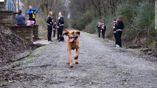 160125154112-01-marathon-dog-exlarge-169--Bloodhound Runs Marathon  (CNN).jpg