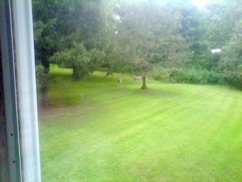 3 deer backyard.jpg