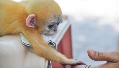 8637090_baby-monkey-clings-to-the-hands-that-saved_a806d575_m.jpg