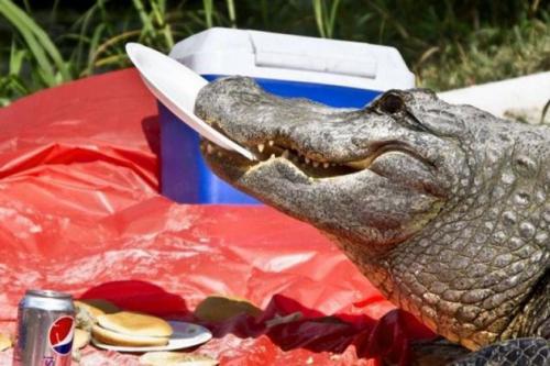 Alligator An-Animal-You-Do-Not-Want-To-See-On-Your-Picnic3[1].jpg