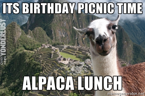 Alpaca Picnic 35658347[1].jpg