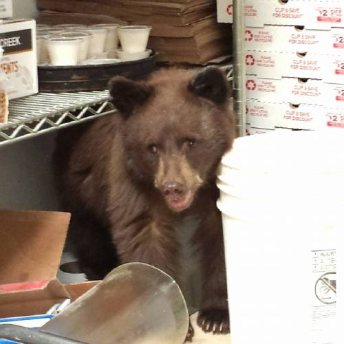 Baby Bear In Colorado Pizzeria, The Gazette.jpg