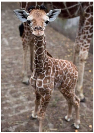 Baby Giraffe Photo, NC.png