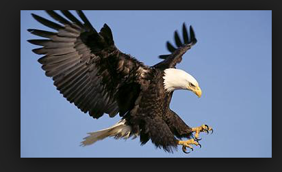 Bald Eagle.png