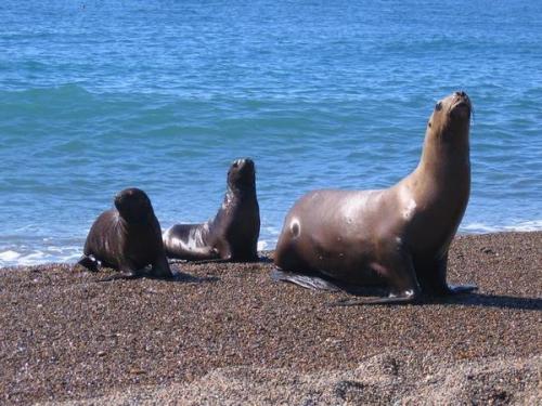 Beach 992902-Sea-lions-on-the-beach-0[1].jpg