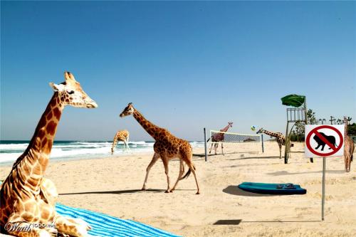 Beach Giraffes 16087614_7b54_1024x2000[1].jpg