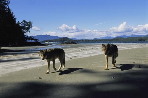 Beach gray-wolves-on-beach-joel-sartore[1].jpg