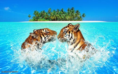 Beach pair-tigers-swimming-54390[1].jpg