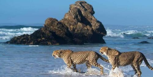 Beach slide-slide-Cheetahs-on-Forest-Hall-Beach[1].jpg