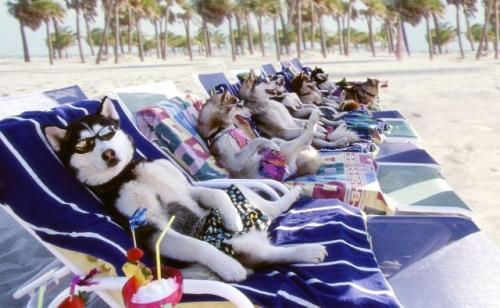 Beach wolves[1].jpg