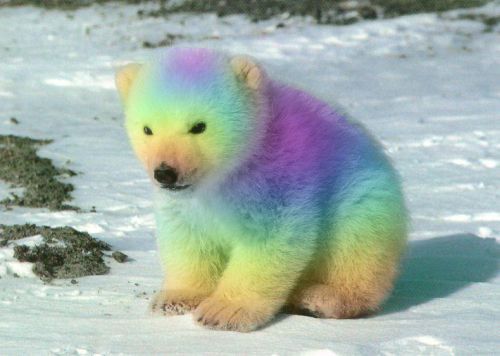 Bear Rainbow Polar cd83b357228ebda67924e2ac004b0d9e[1].jpg