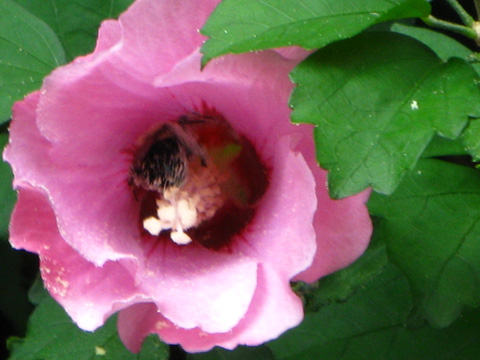 Bee Inside Pink ROS.jpg