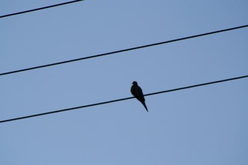 Bird on the Wire_1.jpg