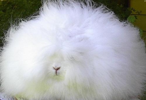 Bunny angora tumblr_nkym1gJY9q1u38rr5o1_1280[1].jpg