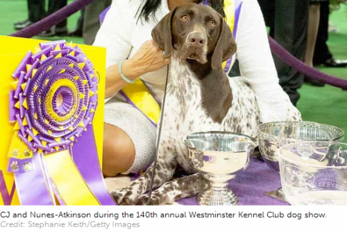 CJ -  Best Of Show With Westminster Ribbons, Bowls, Etc.  (2016).png