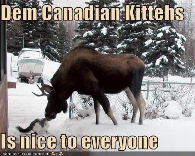 Canadian kitties moose_0.jpg