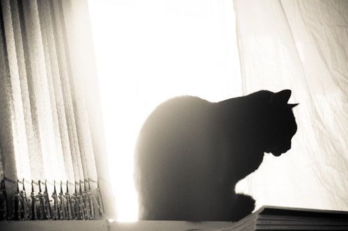 Cat 3-cat-silhouette[1].jpg