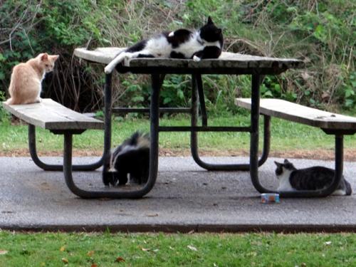 Cat and Skunk Picnic 1169348_original[1].jpg