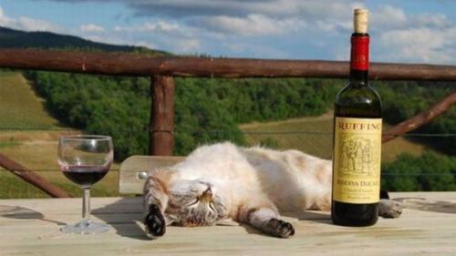 Cat and Wine.jpg