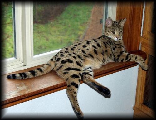 Cat looks like Jaguar 087e04c45319b5e8fc0ddd589151b5dc[1].jpg