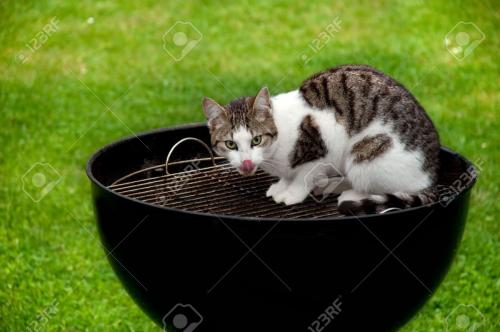 Cat on Grill 6604401-Un-hambre-gato-sentado-en-una-parrilla-de-barbacoa-Foto-de-archivo[1].jpg
