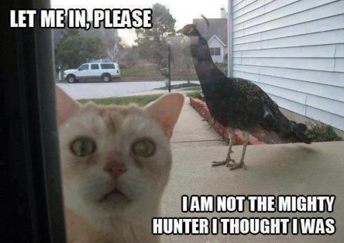 Cat scared by Bird 91d2e3124194e83a167a9920e46bff03[1].jpg