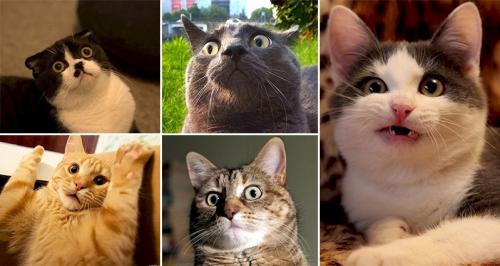 Cats Confused-Cats[1].jpg