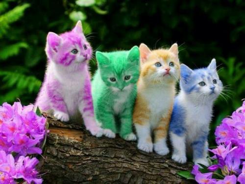 Cats Rainbow 4d49630c874744519203946154938848[1]_0.jpg