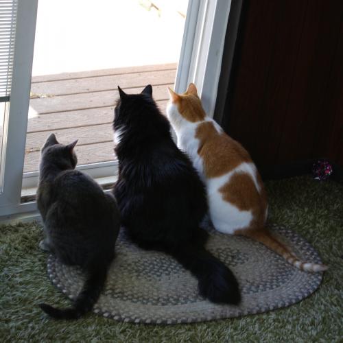Cats three-cats-looking-out-back-door[1].jpg