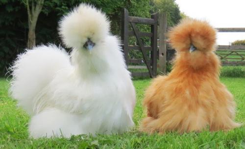 Chickens Silkie 650x397xAmazing-Fluffy-Animals.jpg.pagespeed.ic_.OX4qDuIjFP[1].jpg