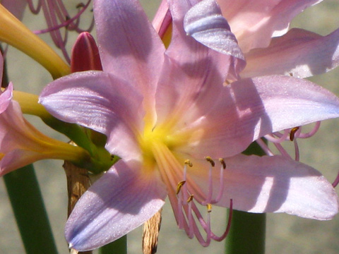 Close Up Light Pink Lily.jpg